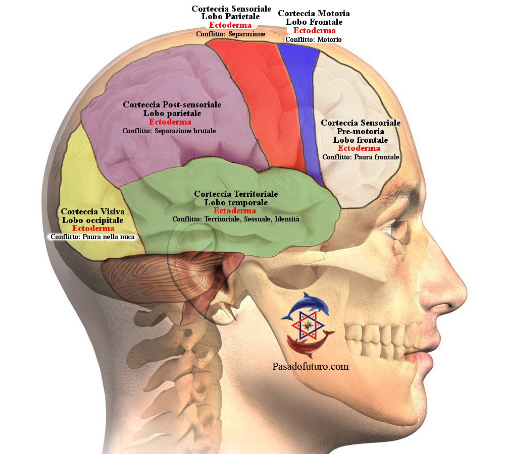 Corteccia Cerebrale Ectoderma