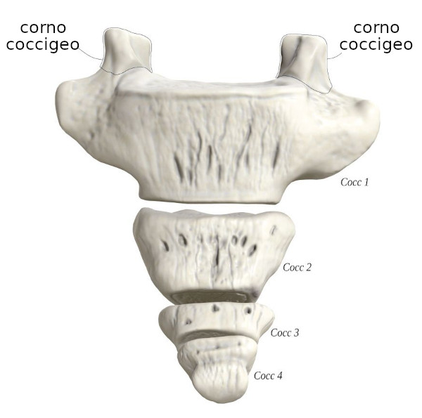 Coccige Attivazioni Biologiche