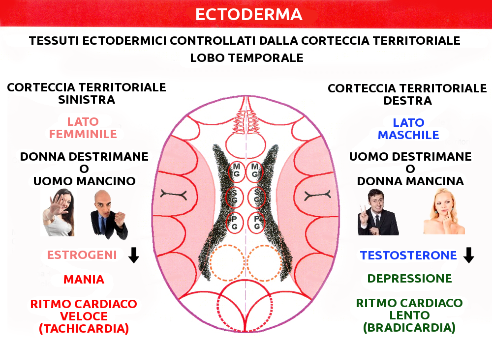 Nueva Medicina Germanica Hamer Ectodermo corteccia territoriale