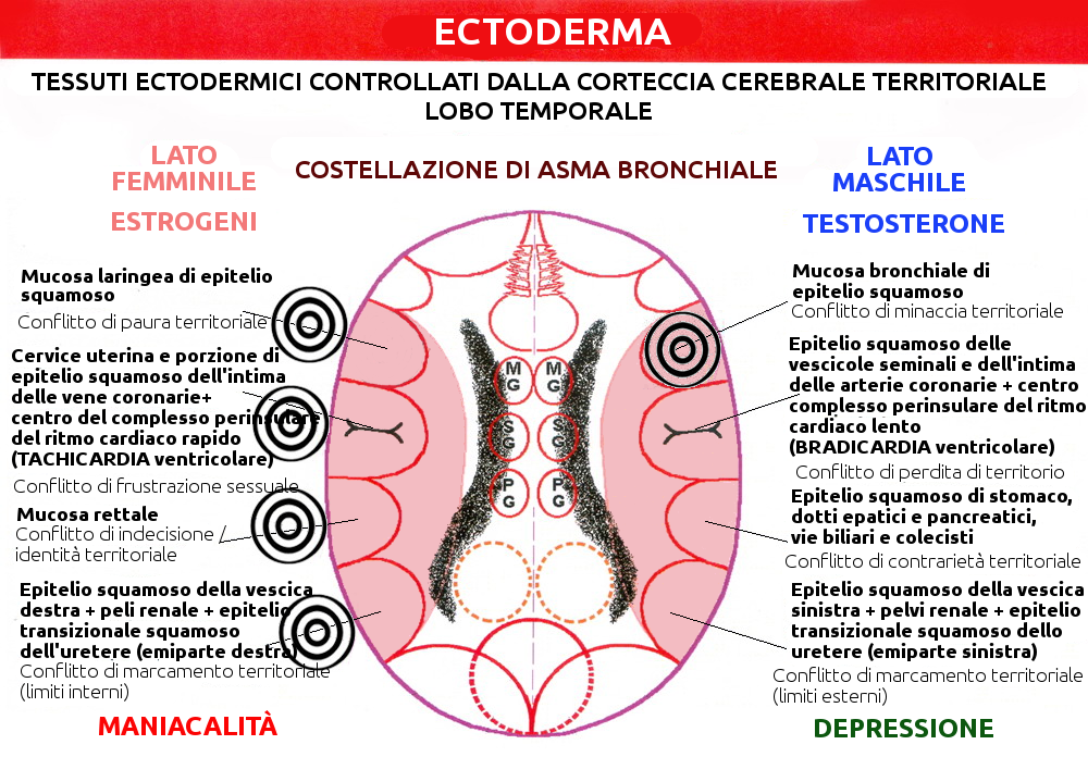 Costellazione dell'Asma Bronchiale