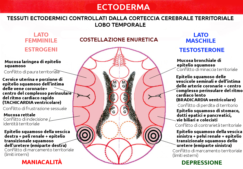 Costellazione Enuretica