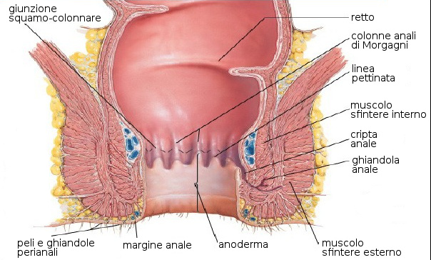 retto-anatomia (102K)