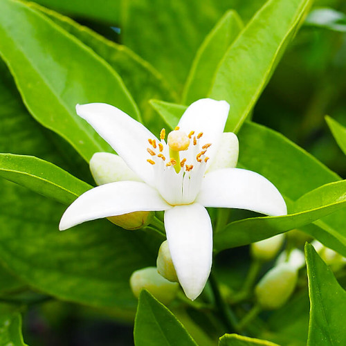 Neroli