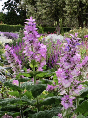 Salvia sclarea